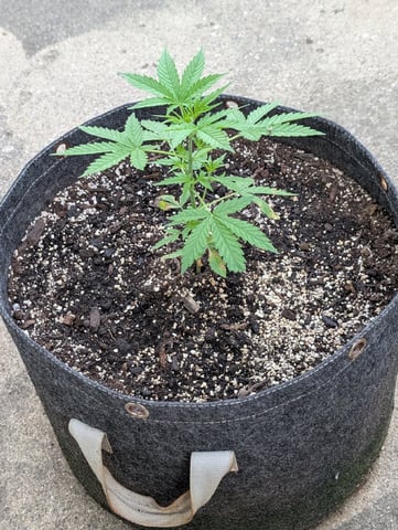 Gorilla Cookies Auto — vegetative, day 27