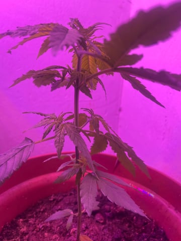 super skunk indoor — vegetative, day 66