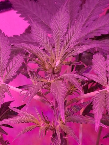 Banana  — vegetative, day 38