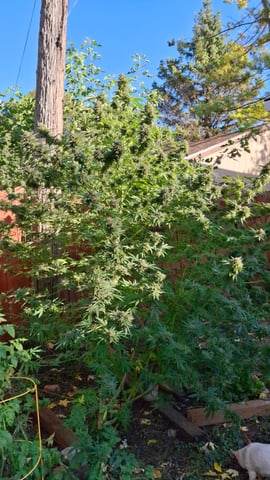 black and blue moon rocks  — done, day 2