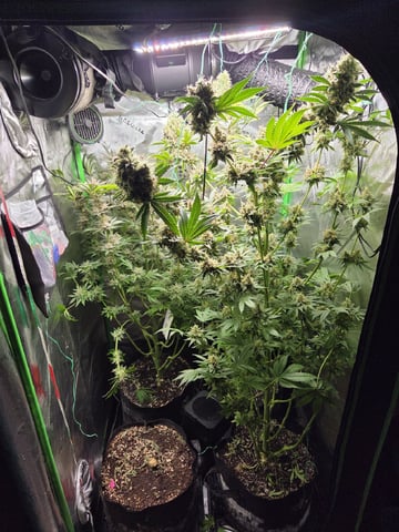 Special Kush#1 and Purple Queen Auto  — flower, day 123