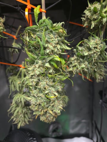 Homegrown - 🍒 🥧 & GSC Auto, 🚀 Seeds 🍌 Buttercups  — flower, day 73