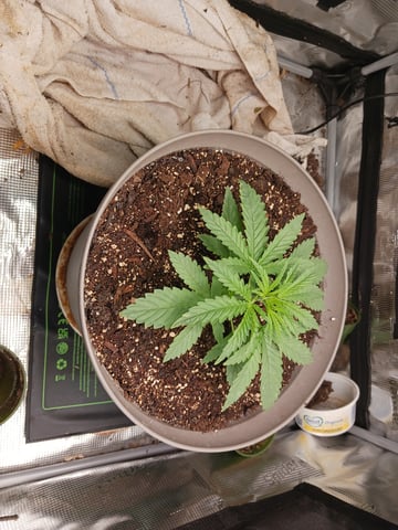 4th grow  — vegetative, day 147