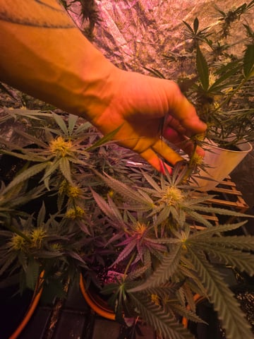 fruitstripe-x-breathworks VS Tropical cherry vs kush cake. vs og haze — flower, day 87