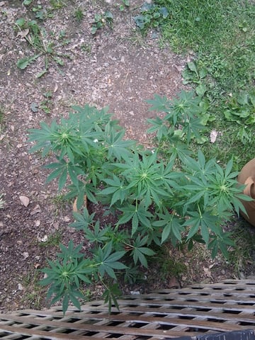 First Indoor Grow  — flower, day 66