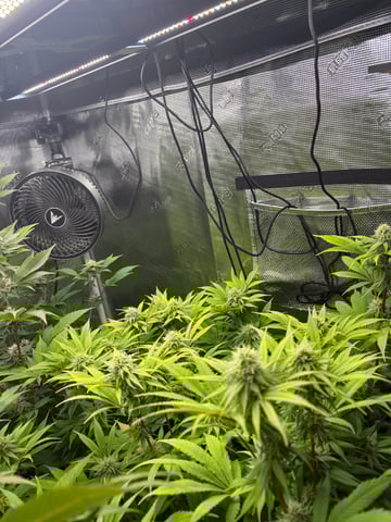 grow 3 — flower, day 33