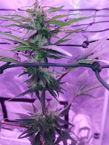 CountryG  — seedling_rooting, day 46