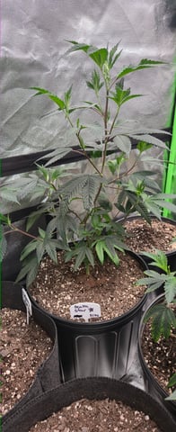 DeathStar, Grease Monkey, Goat Latto, Northern Lights — vegetative, day 42