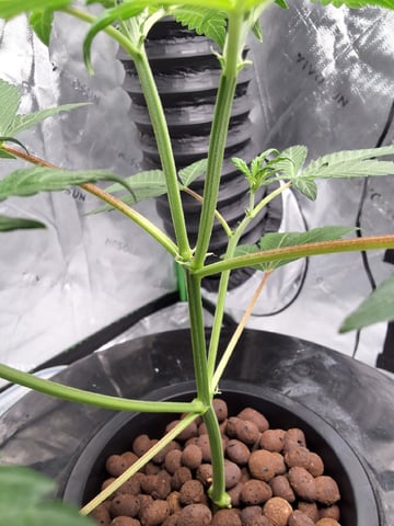 STELLA — vegetative, day 52