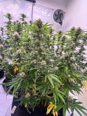 Indoor Grow  — flower, day 75