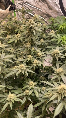 Clones GodFather OG Clones — flower, day 84