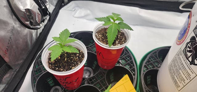 Orange cream pop and sour strawberry — seedling_rooting, day 10
