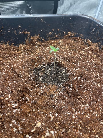 ripleys og — seedling_rooting, day 9