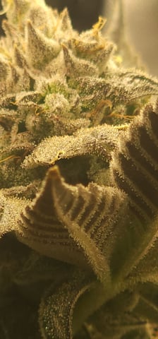 Found my Females... Game On! — flower, day 180