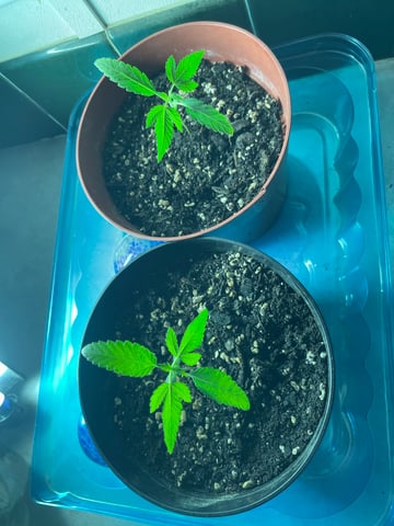 Alfie & Franki — seedling_rooting, day 7