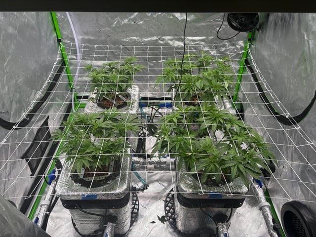 First Grow (Hydro) — vegetative, day 64