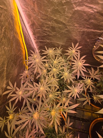 fruitstripe-x-breathworks VS Tropical cherry vs kush cake. vs og haze — flower, day 90