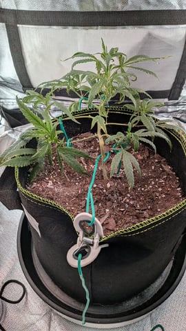 Dolly — vegetative, day 25
