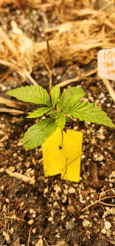 10G's — seedling_rooting, day 10