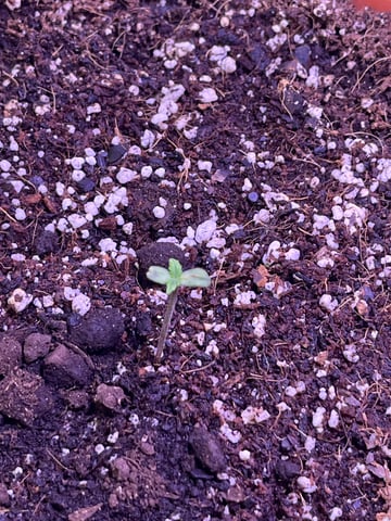 Lavender and Anesthesia Auto — vegetative, day 22