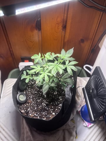 Special Queen#1 Auto