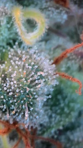 Dante's Inferno Rerun