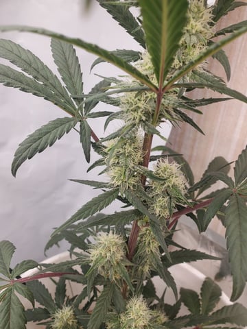 Auto Flower Run Fully Organic — flower, day 45