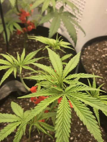 first grow second plant  — vegetative, day 39