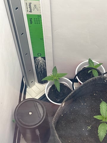 Blue Dream — seedling_rooting, day 14