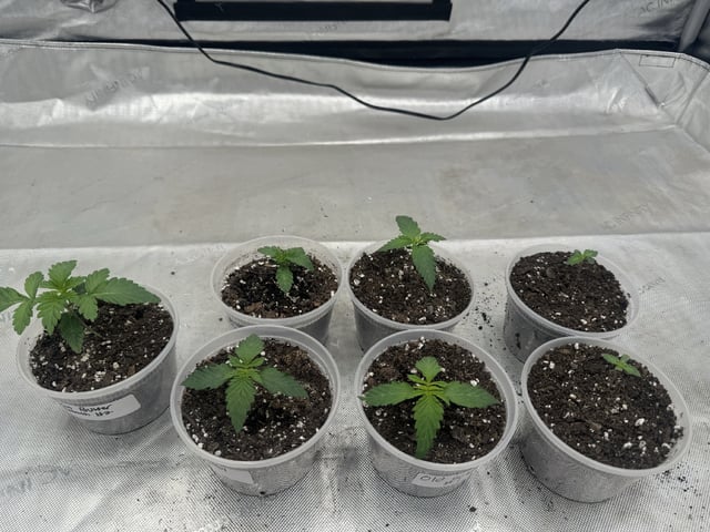 PBB and SN — seedling_rooting, day 20