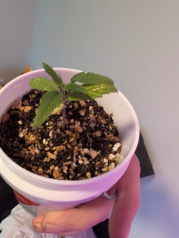 2025-26 — seedling_rooting, day 1