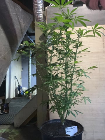  strawberry cough  — flower, day 89