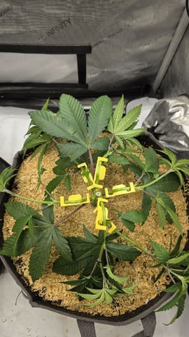 Strawberry Sugar  — vegetative, day 40