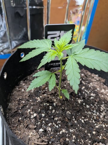Mendo Frost / Gorilla Cookie / Banana Purple Punch  — vegetative, day 23