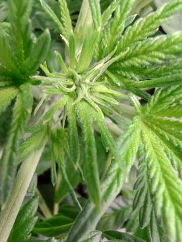 First grow — flower, day 35