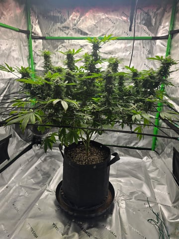 First grow — flower, day 96