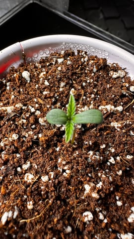 Spring/Summer 2026 Indoor Grow