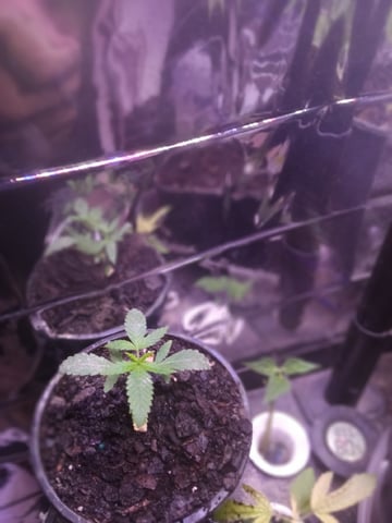 Queen Royal Autoflower  — vegetative, day 58