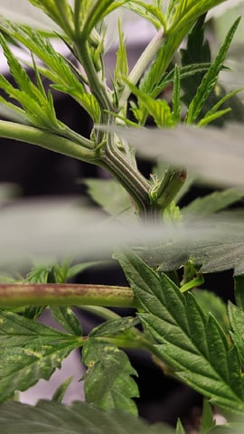 critical Michigan gelato  — vegetative, day 2