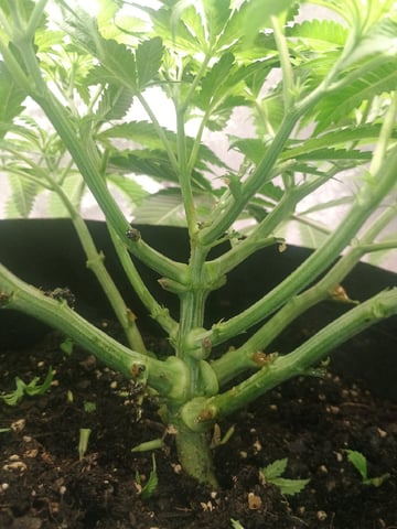 lil Slurry, first grow — flower, day 39