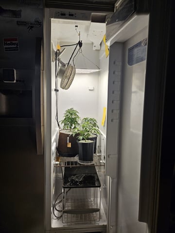 "NO CHEMA CUH" — vegetative, day 40