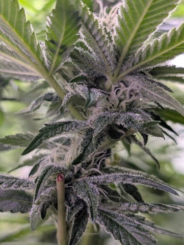 Golden Goat — flower, day 15