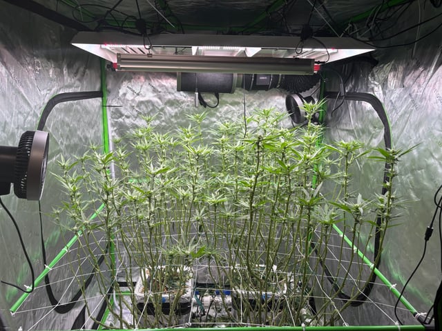First Grow (Hydro) — flower, day 103