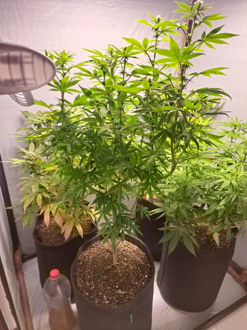 Yeti's Perpetual — none, day 149