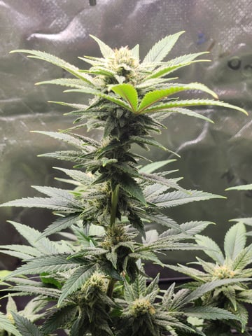 Fat Matt's 1st grow — flower, day 14