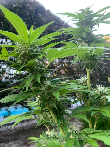 1 — flower, day 17