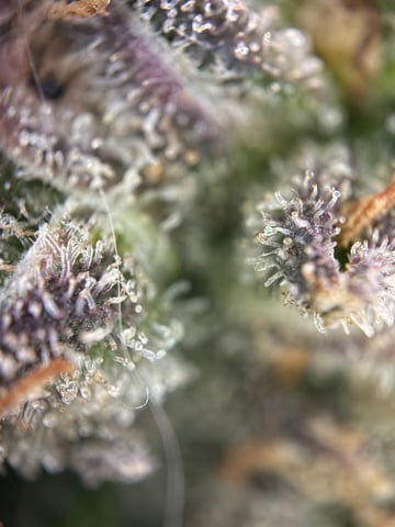 510 First Run! — harvest, day 93