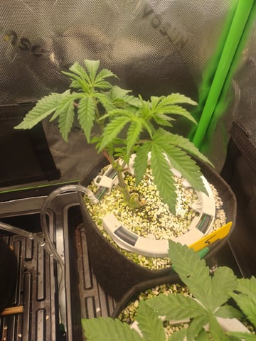 Mainely Genetics Micro Pheno Hunt — vegetative, day 29