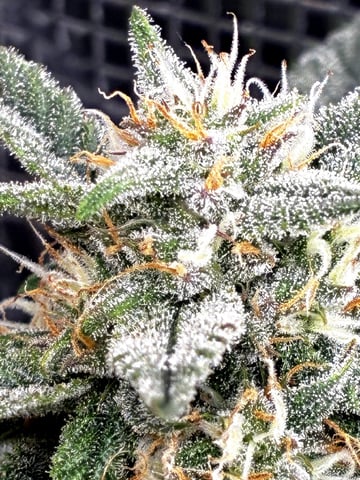   and one L.a kush cake . — flower, day 86