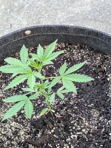 Gorilla Cookies Auto — seedling_rooting, day 22